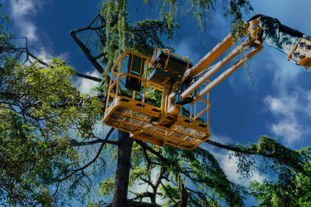 Best Lot and Land Clearing  in Saunders Lake, OR