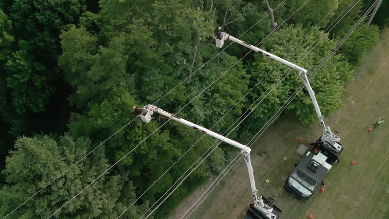 Reliable Saunders Lake, OR Tree Services Solutions