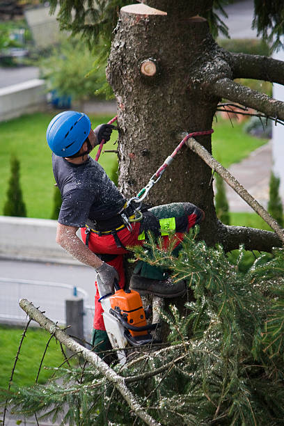 Best Tree Health Inspection  in Saunders Lake, OR